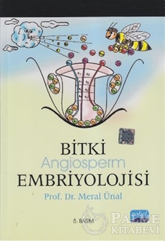 resm Bitki Angiosperm Embriyolojisi