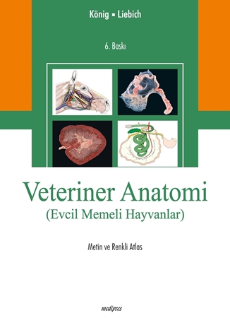 Resim Veteriner Aanatomi Evcil Memeli Hayvanlar Metin Ve Renkli Atlas