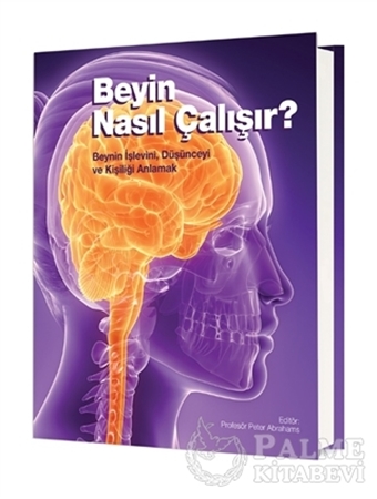 Resim Beyin Nasıl Çalışır?