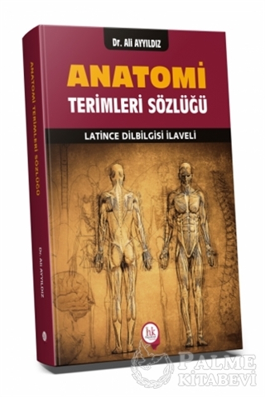 resm Anatomi Terimleri Sözlüğü