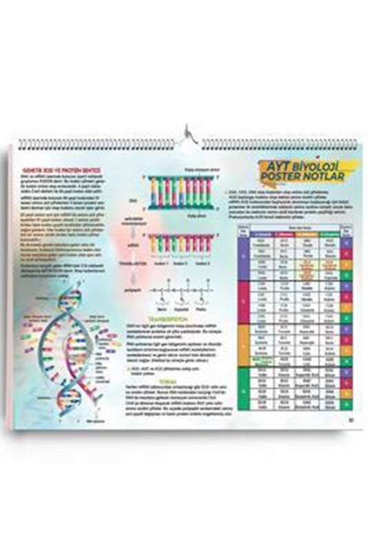 resm AYT Biyoloji Poster Notlar