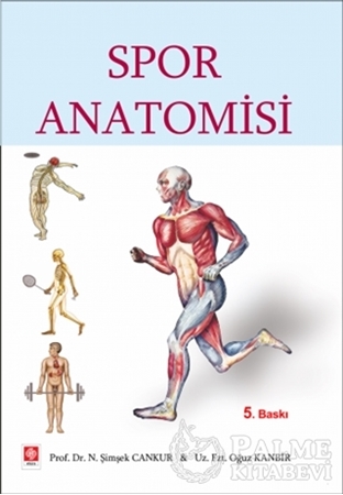 Resim Spor Anatomisi