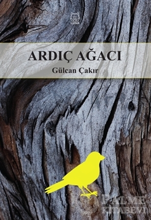 Resim Ardıç Ağacı