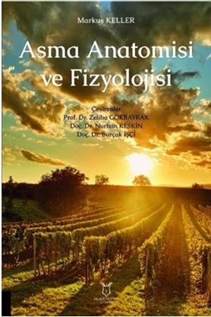 Resim Asma Anatomisi ve Fizyolojisi