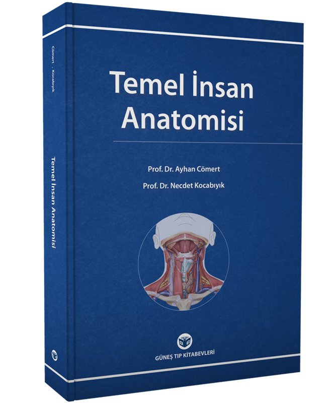 resm Temel İnsan Anatomisi