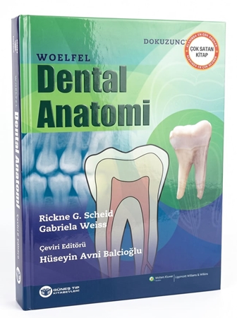 Resim Woelfel Dental Anatomi
